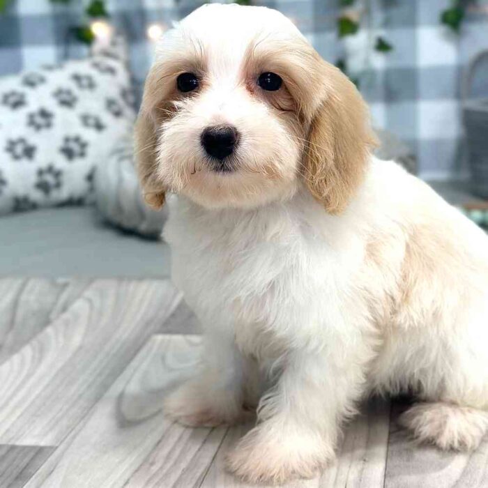 Tala - Stunning Female HavaPoo Puppy - Image 2