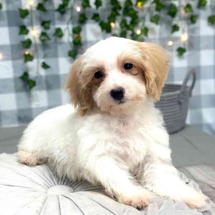 Tala - Stunning Female HavaPoo Puppy