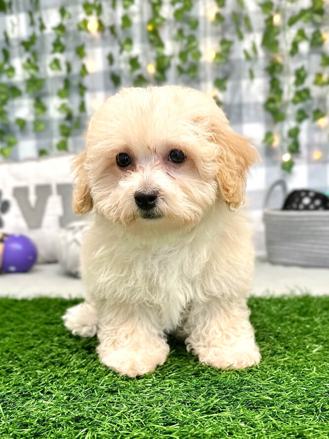 Tales - Precious Poochon Female Puppy for Sale in Georgia - Image 5