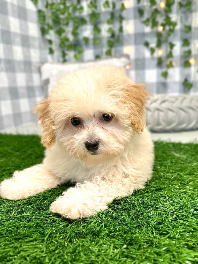 Tales - Precious Poochon Female Puppy for Sale in Georgia - Image 4