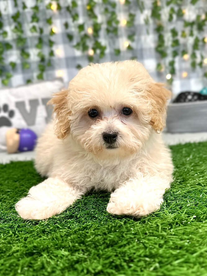 Tales - Precious Poochon Female Puppy for Sale in Georgia