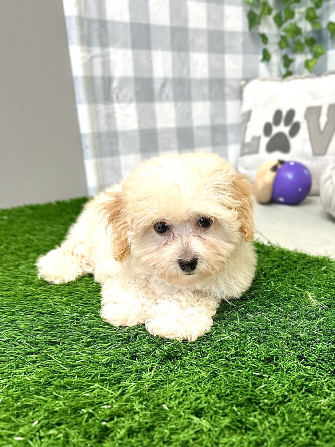Tales - Precious Poochon Female Puppy for Sale in Georgia - Image 3