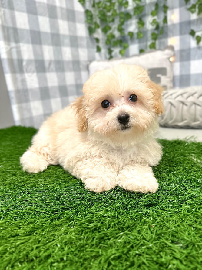 Tales - Precious Poochon Female Puppy for Sale in Georgia - Image 2