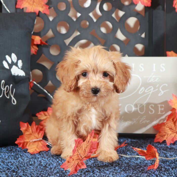 Tank-Darling F1B Cavapoo Puppy - Image 2