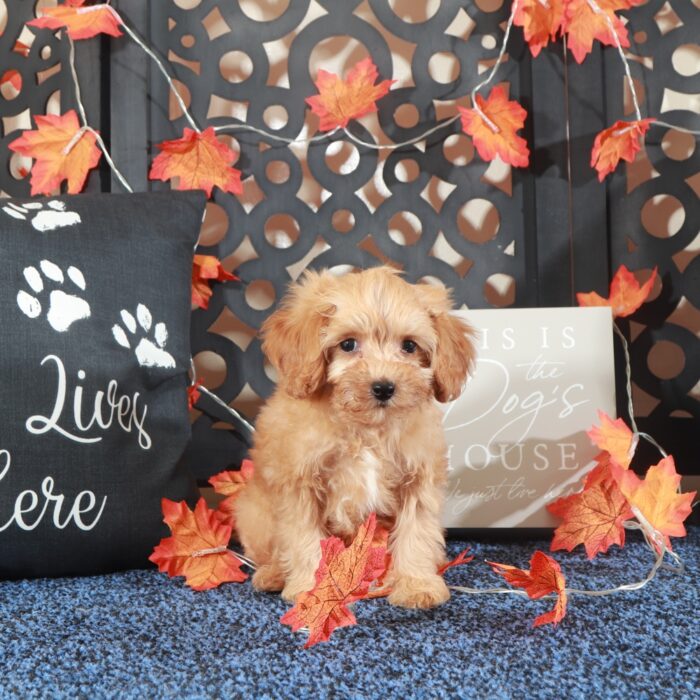 Tank-Darling F1B Cavapoo Puppy - Image 3