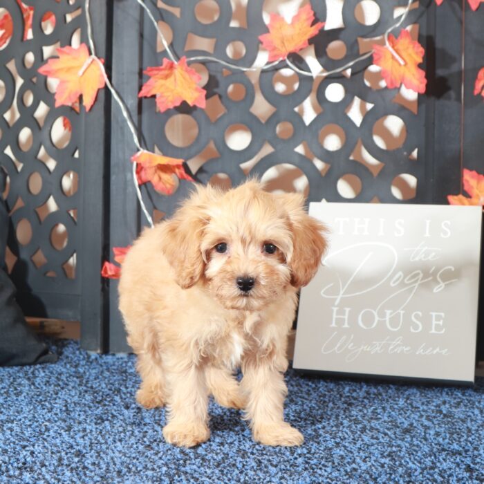 Tank-Darling F1B Cavapoo Puppy - Image 4
