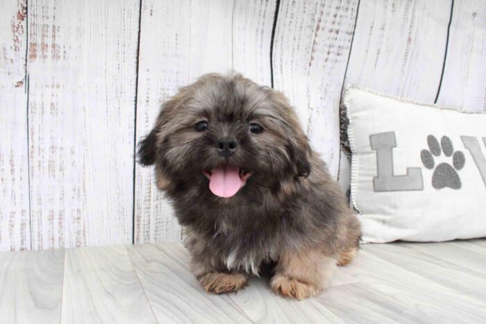 Tanner - Loyal Male Shih-Tzu Puppy