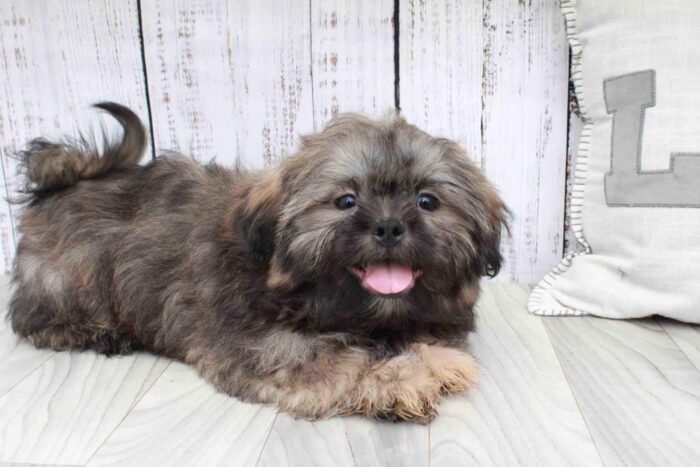 Tanner - Loyal Male Shih-Tzu Puppy - Image 3