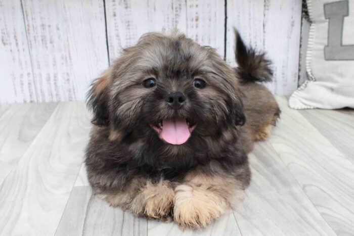 Tanner - Loyal Male Shih-Tzu Puppy - Image 2