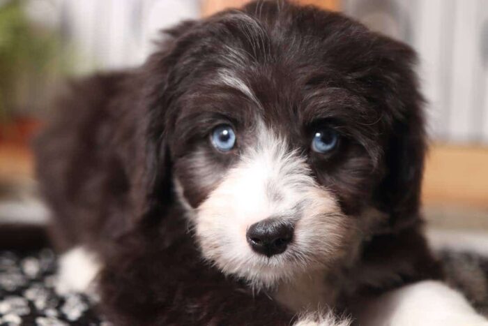 Tara- Stunning Little Blue Eyed Female Aussie-Poo Puppy