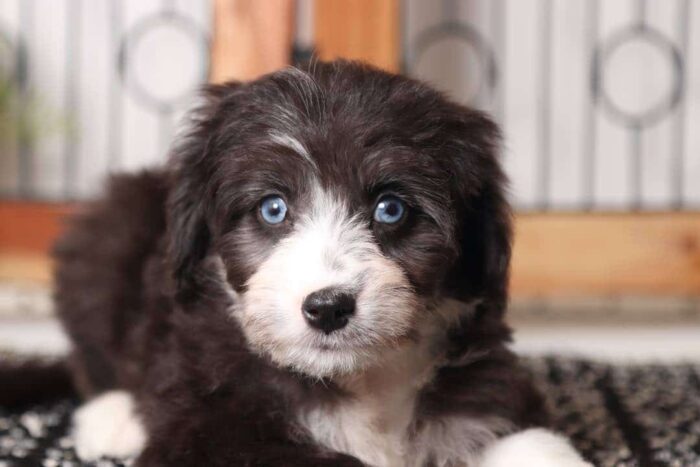 Tara- Stunning Little Blue Eyed Female Aussie-Poo Puppy - Image 2