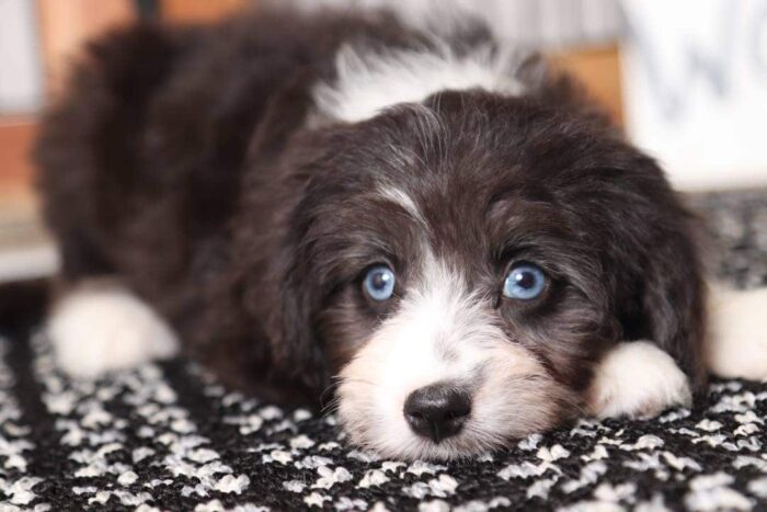 Tara- Stunning Little Blue Eyed Female Aussie-Poo Puppy - Image 3