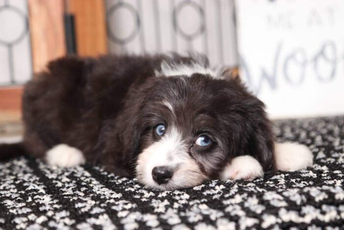 Tara- Stunning Little Blue Eyed Female Aussie-Poo Puppy - Image 4