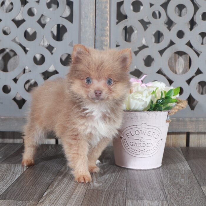 Tasha- Beautiful Female ACA Toy Pomeranian Puppy - Image 2
