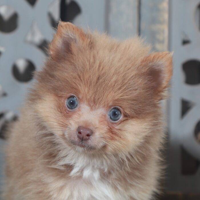 Tasha- Beautiful Female ACA Toy Pomeranian Puppy
