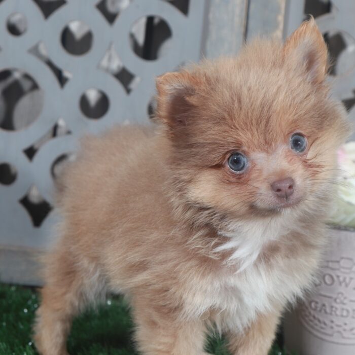 Tasha- Beautiful Female ACA Toy Pomeranian Puppy - Image 3