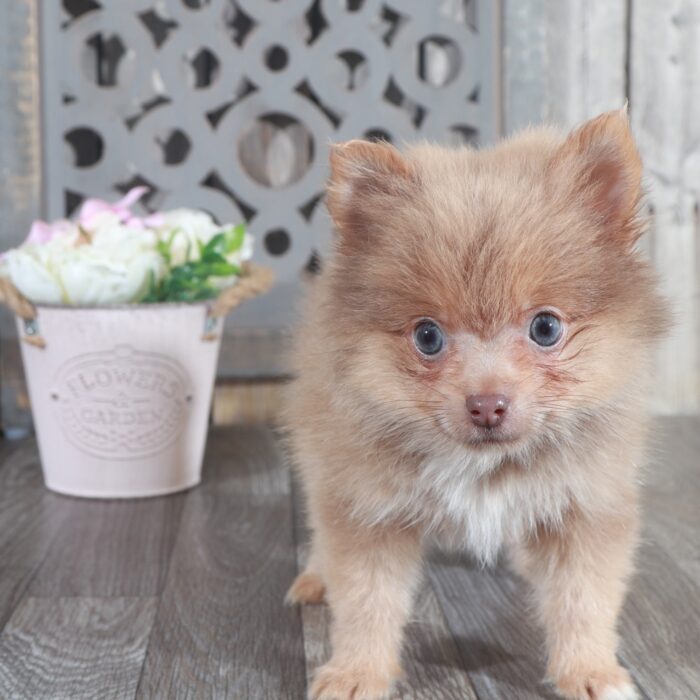 Tasha- Beautiful Female ACA Toy Pomeranian Puppy - Image 4