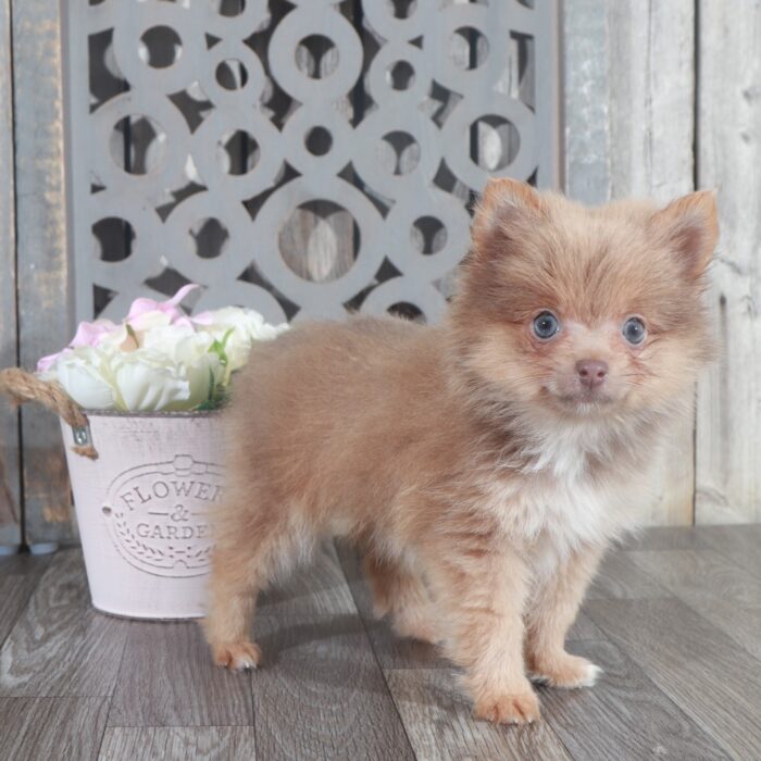 Tasha- Beautiful Female ACA Toy Pomeranian Puppy - Image 5