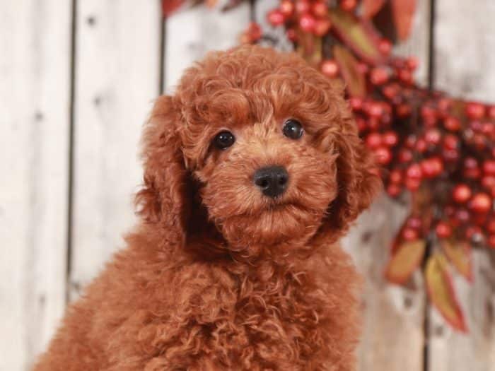 Tater - Loving Mini Poodle - Image 4