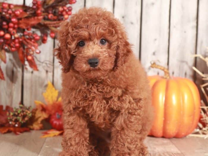 Tater - Loving Mini Poodle - Image 3