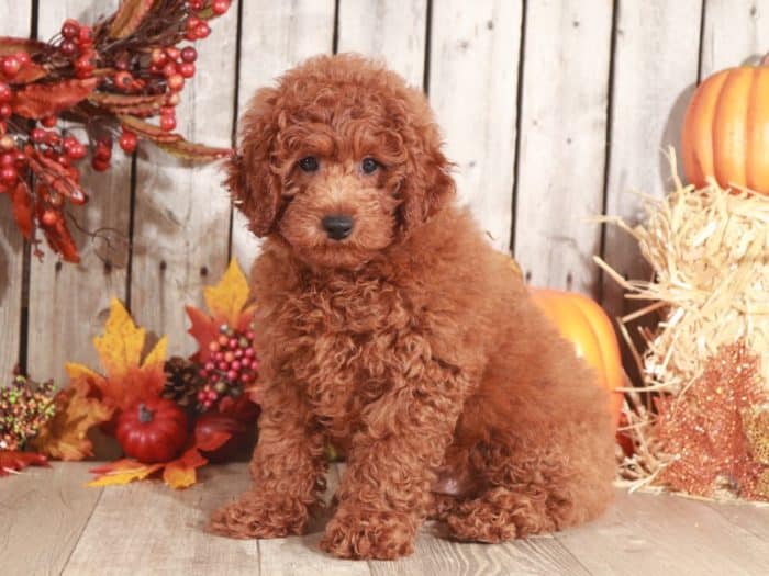 Tater - Loving Mini Poodle