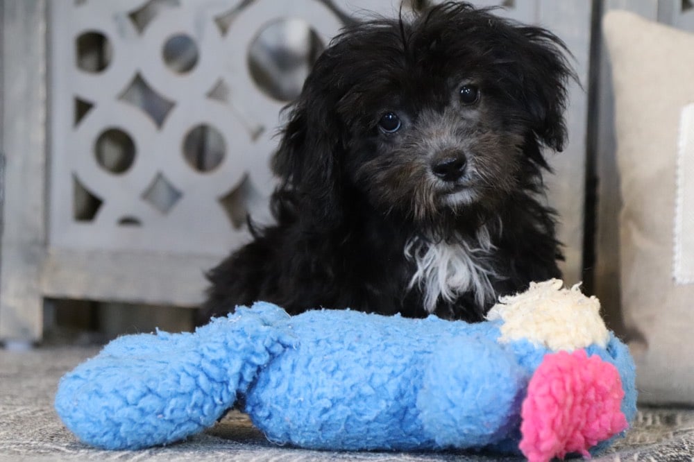 Taz - Dashing Shih-Poo