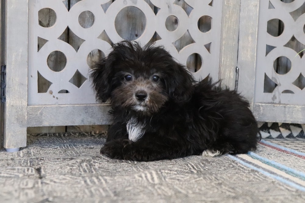 Taz - Dashing Shih-Poo - Image 2