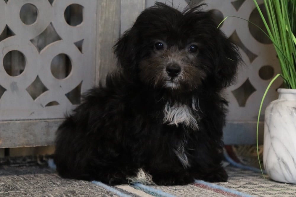 Taz - Dashing Shih-Poo - Image 3