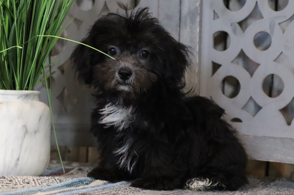 Taz - Dashing Shih-Poo - Image 4