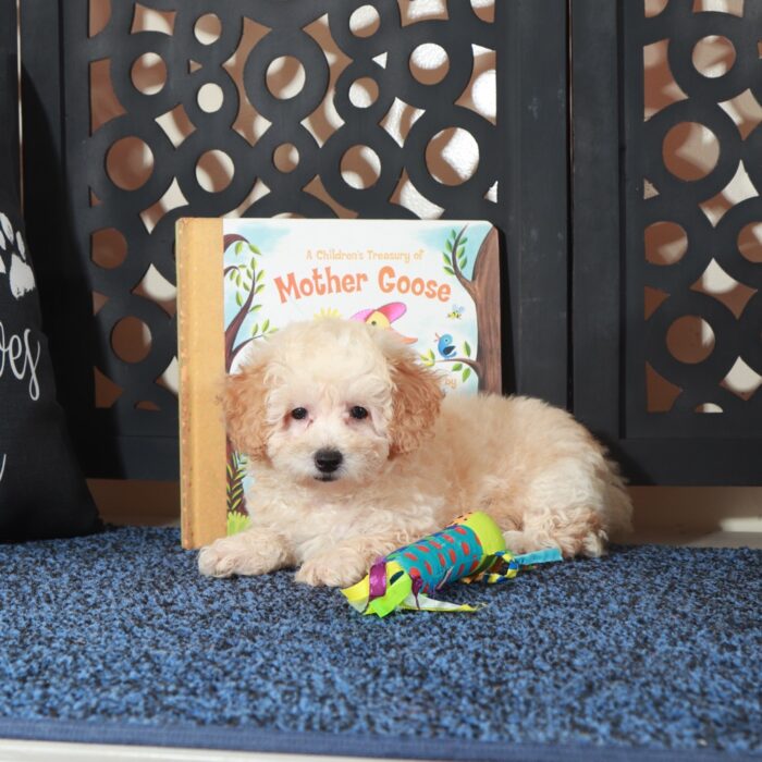 Teddy Gorgeous Apricot Poodle Puppy - Image 2