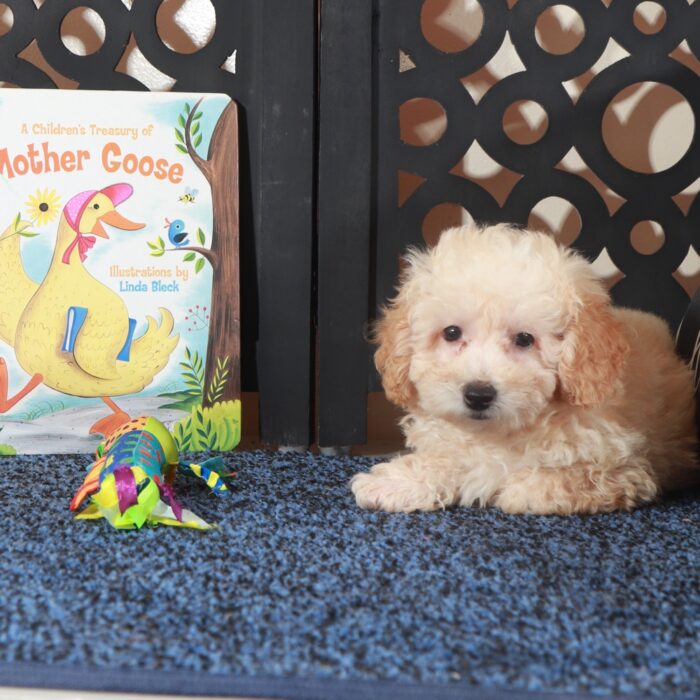 Teddy Gorgeous Apricot Poodle Puppy - Image 3