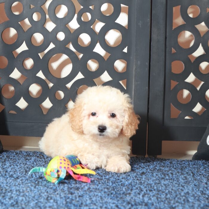 Teddy Gorgeous Apricot Poodle Puppy - Image 4