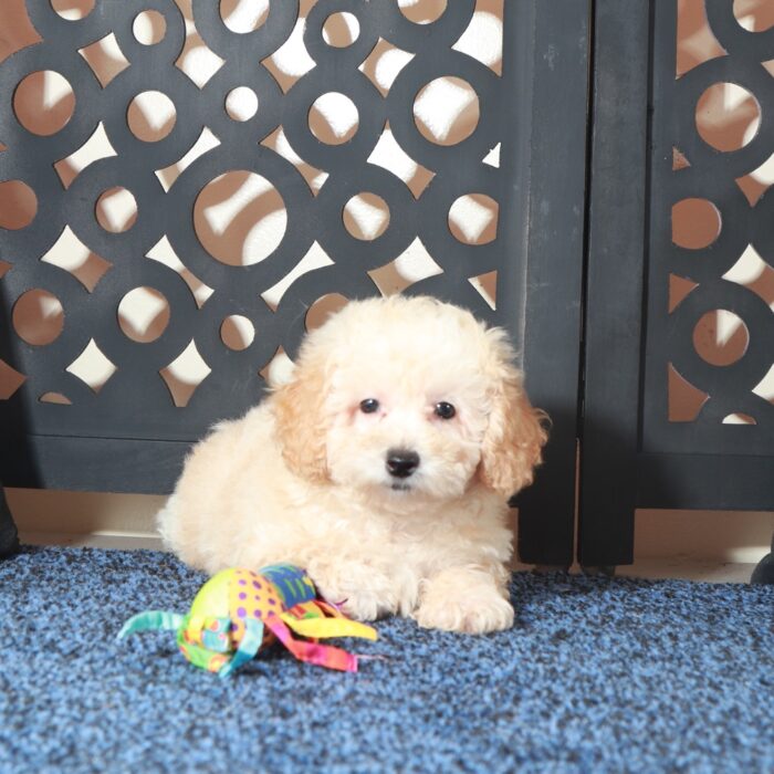 Teddy Gorgeous Apricot Poodle Puppy - Image 5