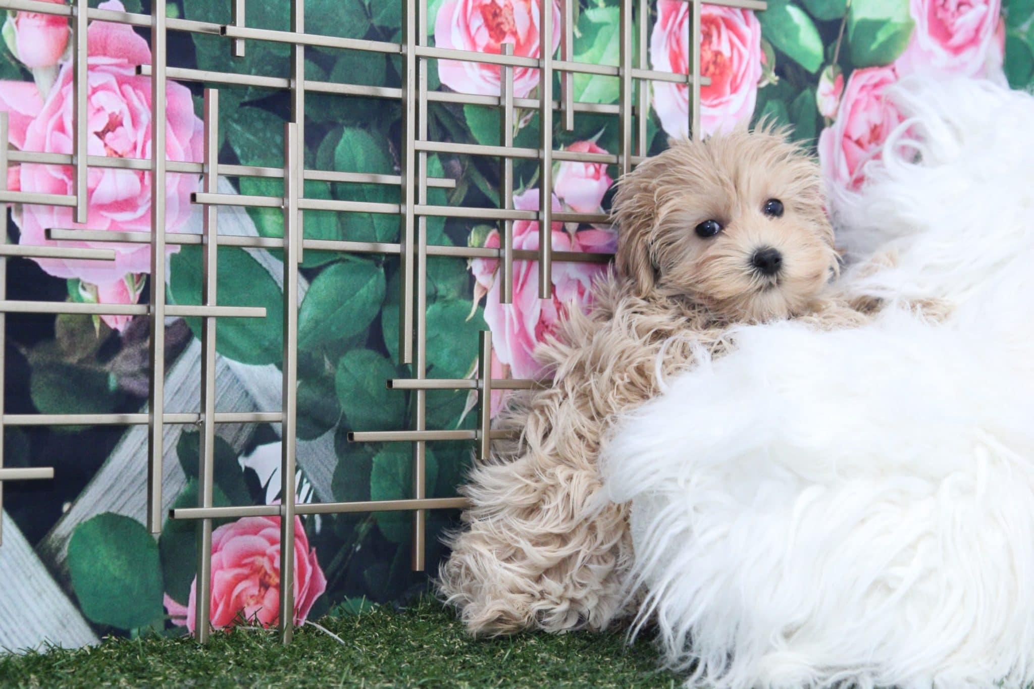 Teddy - Affectionate Red Male Malti-Poo Puppy - Image 4