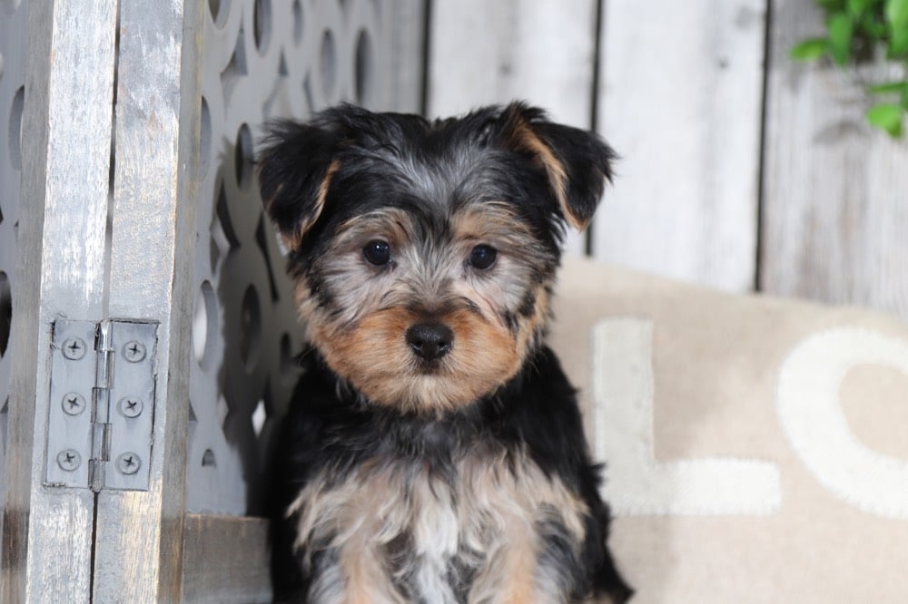 teddy bear yorkie puppies