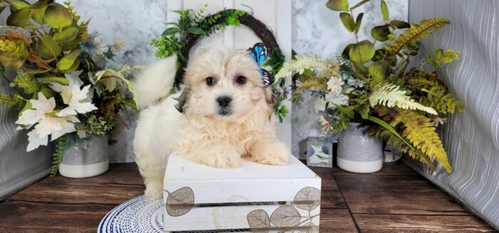 Bingo -Spunky Tri Female Teddy Bear Puppy - Image 4