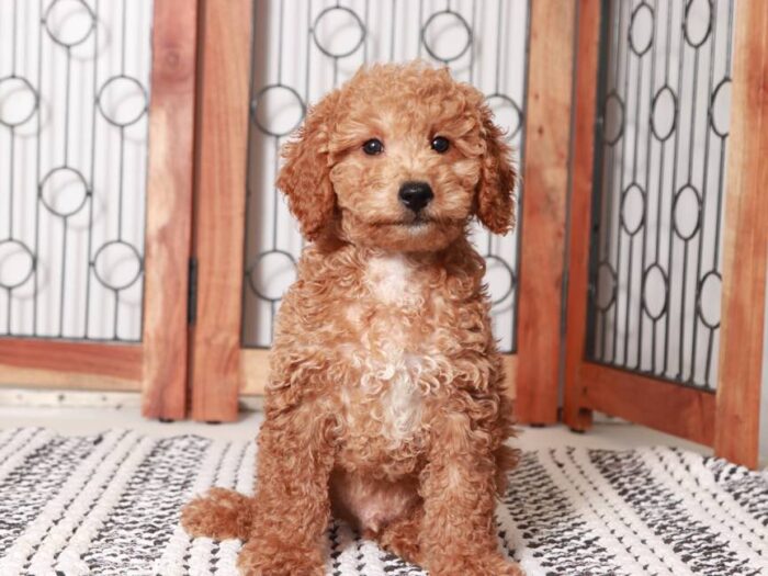 Terry- Stunning Male Mini Red Goldendoodle Puppy - Image 4
