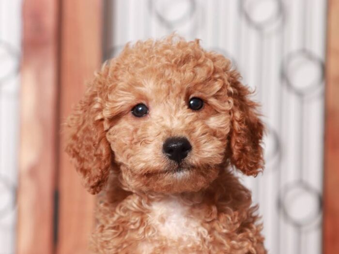 Terry- Stunning Male Mini Red Goldendoodle Puppy - Image 2