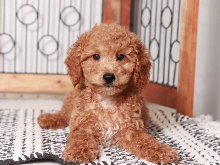 Terry- Stunning Male Mini Red Goldendoodle Puppy - Image 3