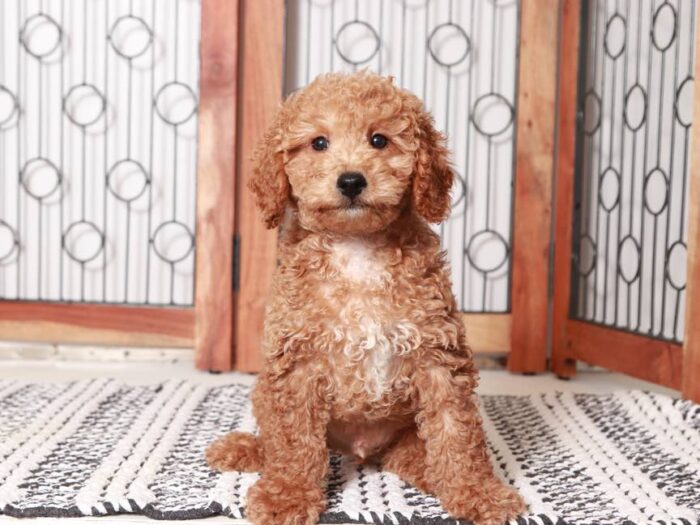 Terry- Stunning Male Mini Red Goldendoodle Puppy