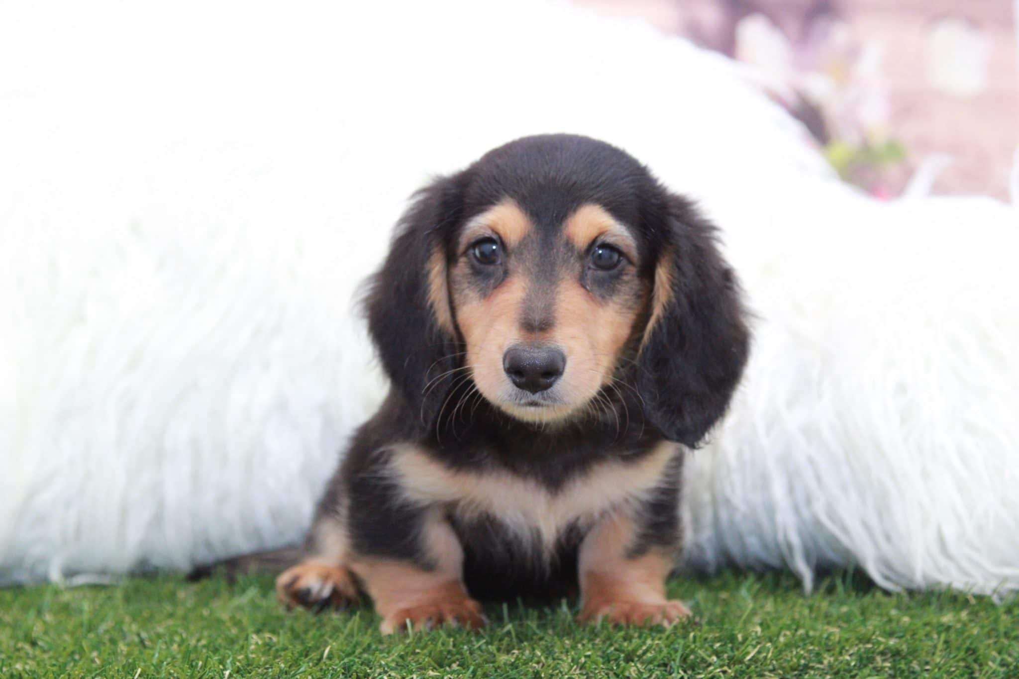Tex- Affectionate Male ACA Mini Dachshund Puppy - Image 5