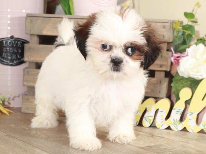 Thai - Amazing Shih-Tzu