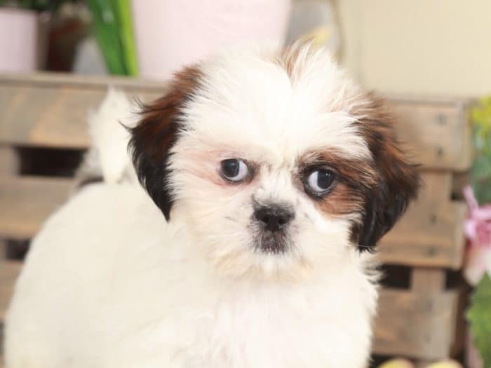 Thai - Amazing Shih-Tzu - Image 5
