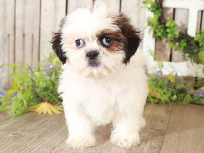 Thai - Amazing Shih-Tzu - Image 4