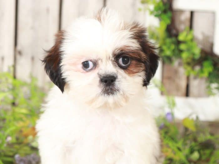 Thai - Amazing Shih-Tzu - Image 3