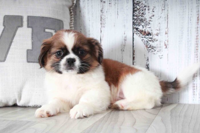 Thing- Darling Little Brown and White ACA Male Shih-Tzu Puppy - Image 5