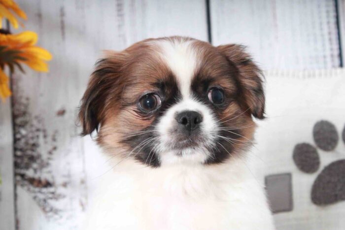 Thing- Darling Little Brown and White ACA Male Shih-Tzu Puppy - Image 4