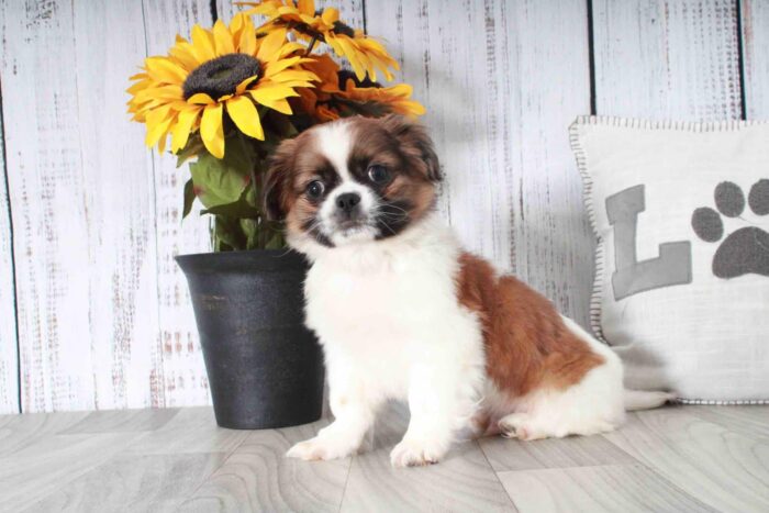 Thing- Darling Little Brown and White ACA Male Shih-Tzu Puppy - Image 2