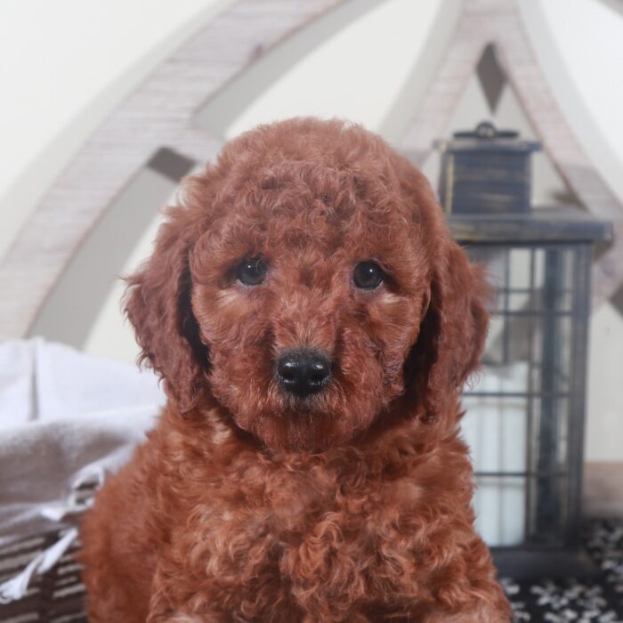 Thor- Stunning Red F1B Male Mini Goldendoodle Puppy