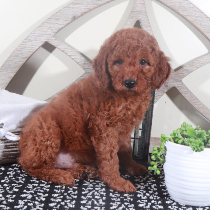 Thor- Stunning Red F1B Male Mini Goldendoodle Puppy - Image 3